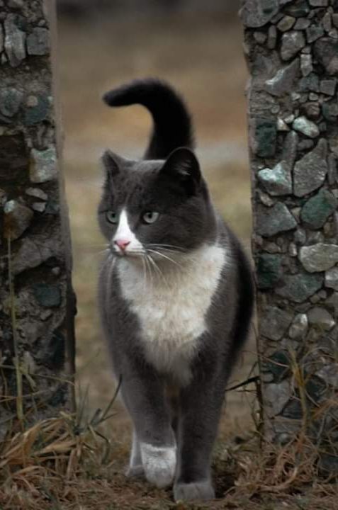 Feral cat being cared for